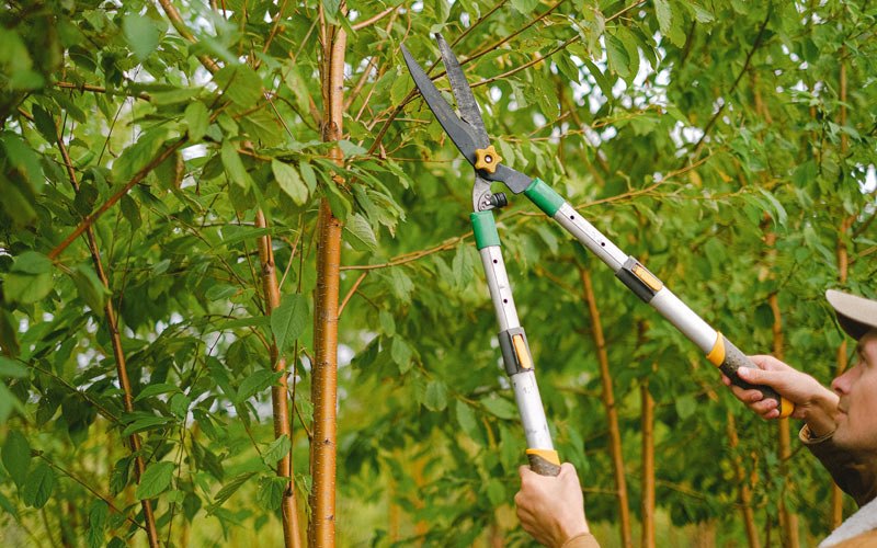 Tree trimming in Dermott, AR